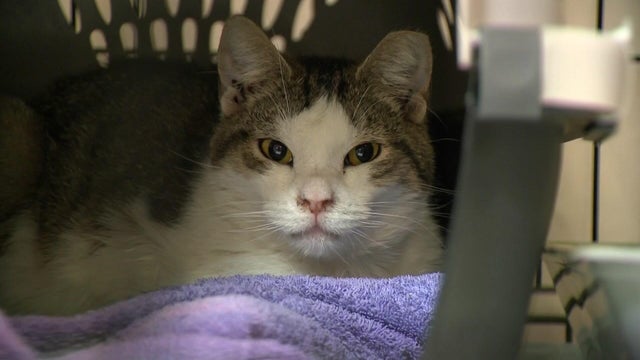 A cat in a cat carrier 
