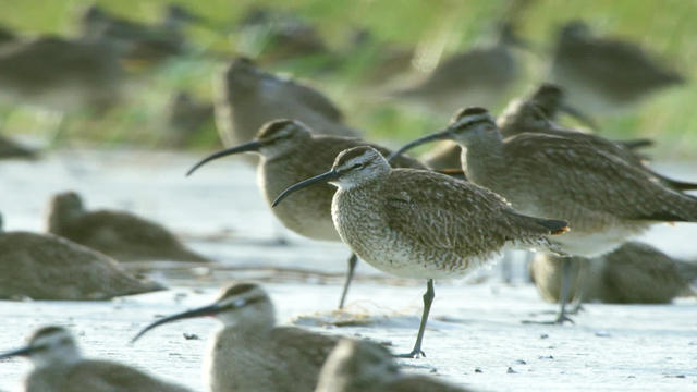 whimbrel-790861-640x360.jpg
